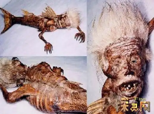 1962年活鲛人图片曝光苏联军方捕捉美人鱼鲛人现身事件2