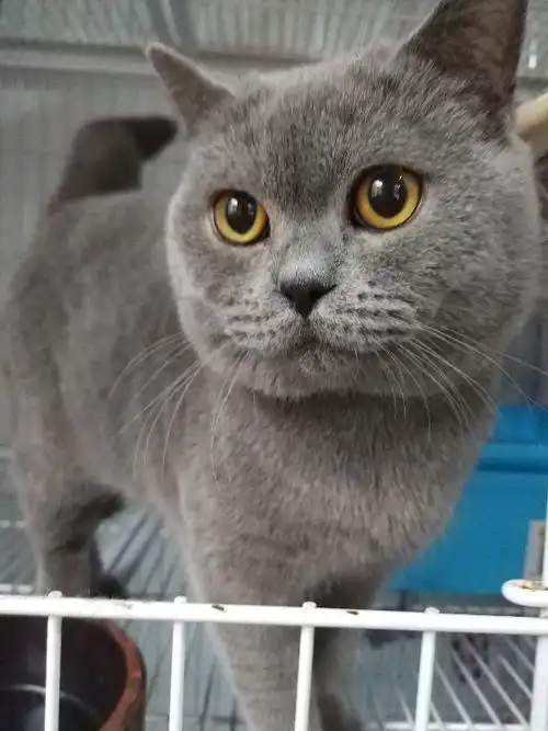 自家大包子脸蓝猫种公对外借配信息长期有效