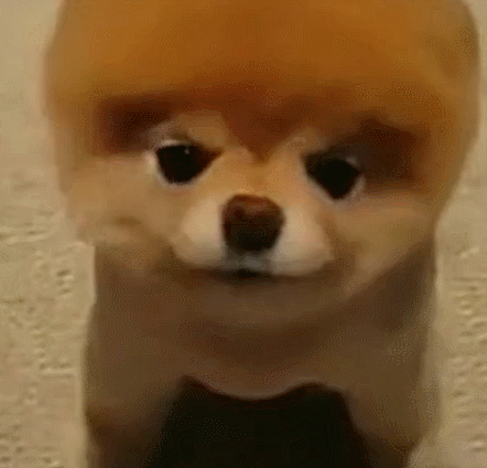 萌宠狗狗伸舌头馋死了gif动图_动态图_表情包下载_soogif