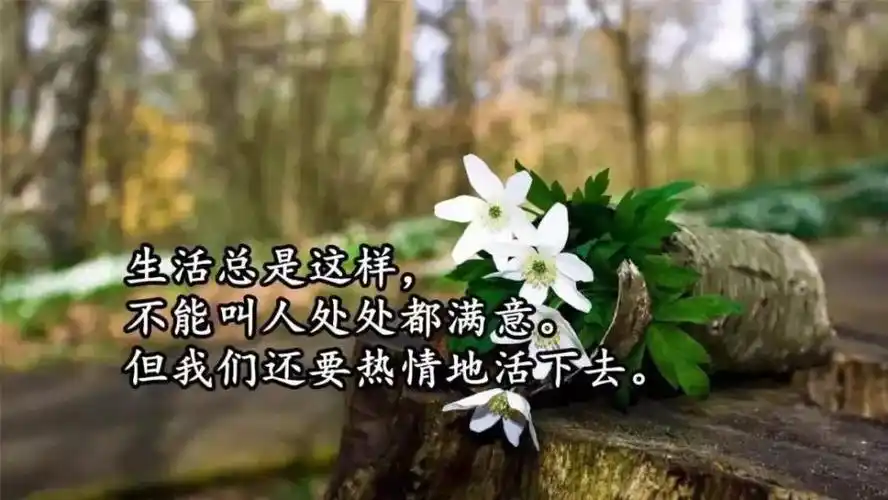精辟人生感悟经典句子(精辟人生感悟经典句子八个字)