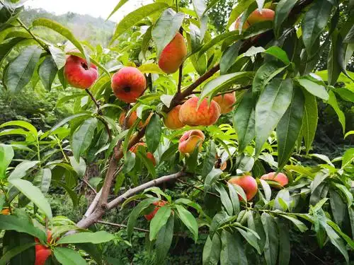 水泉村九莲山蟠桃园采摘开始啦!