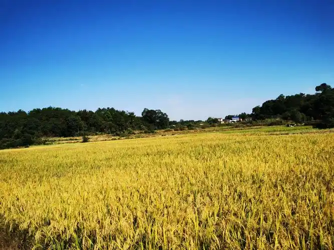长沙农村稻田随拍