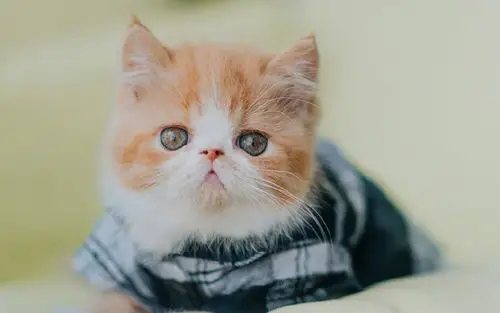 超可爱软萌的小猫咪电脑壁纸