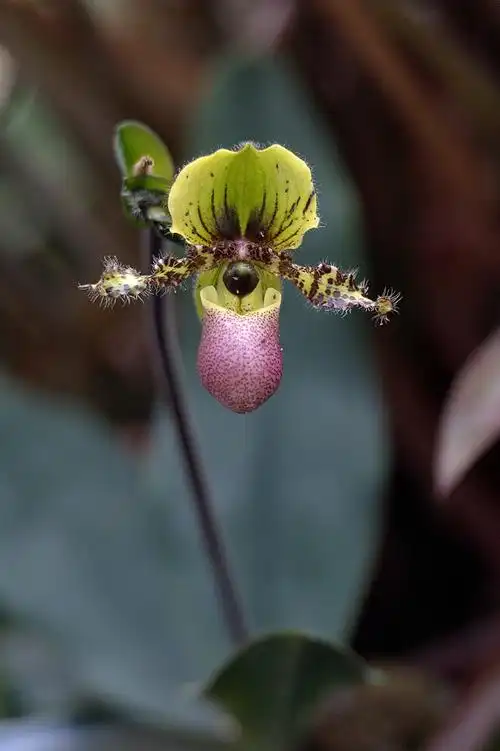 武汉植物园极品花卉---兜兰