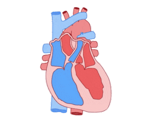 心脏的"门"坏了_瓣膜