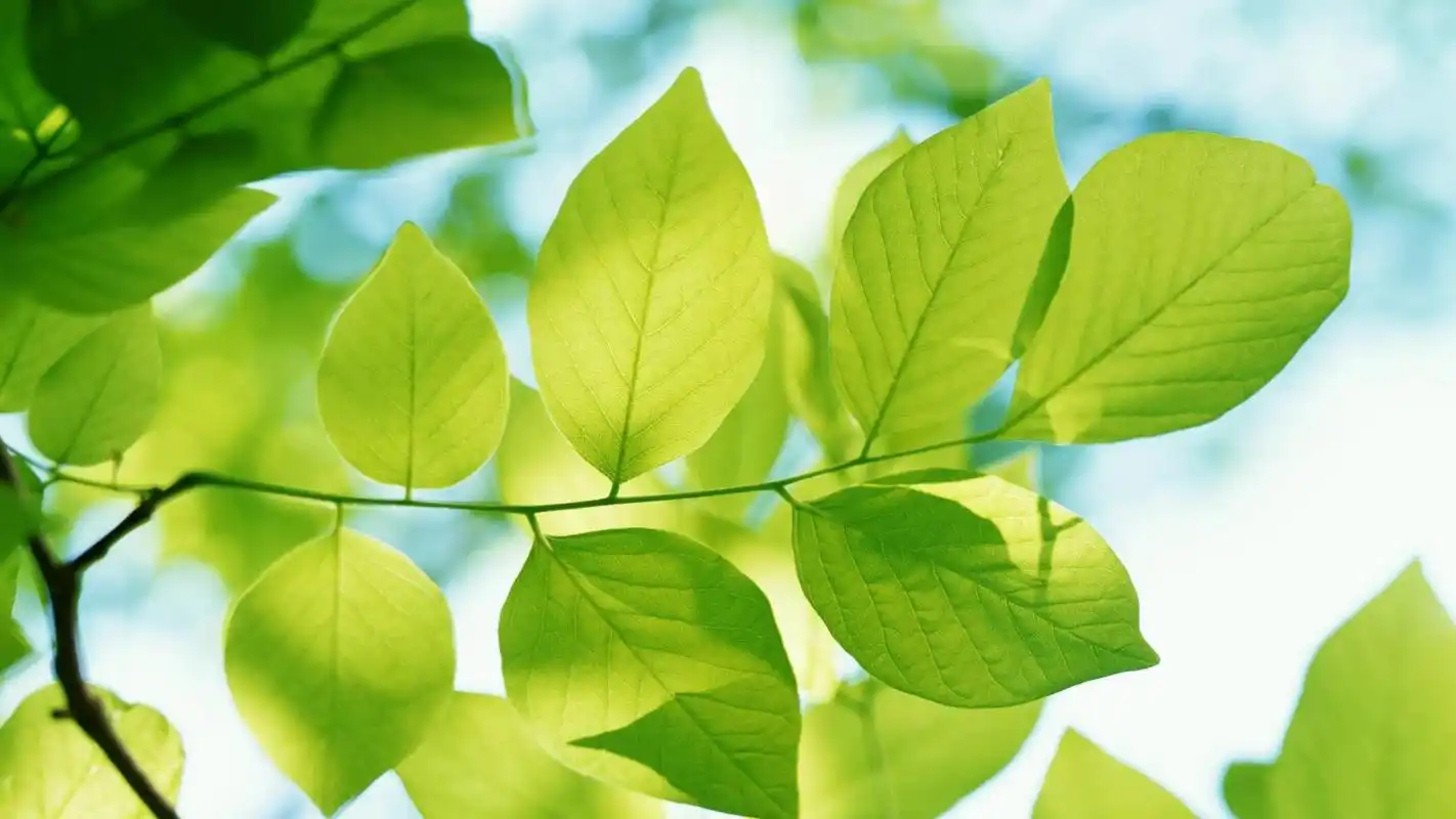 精选护眼叶子高清电脑桌面壁纸