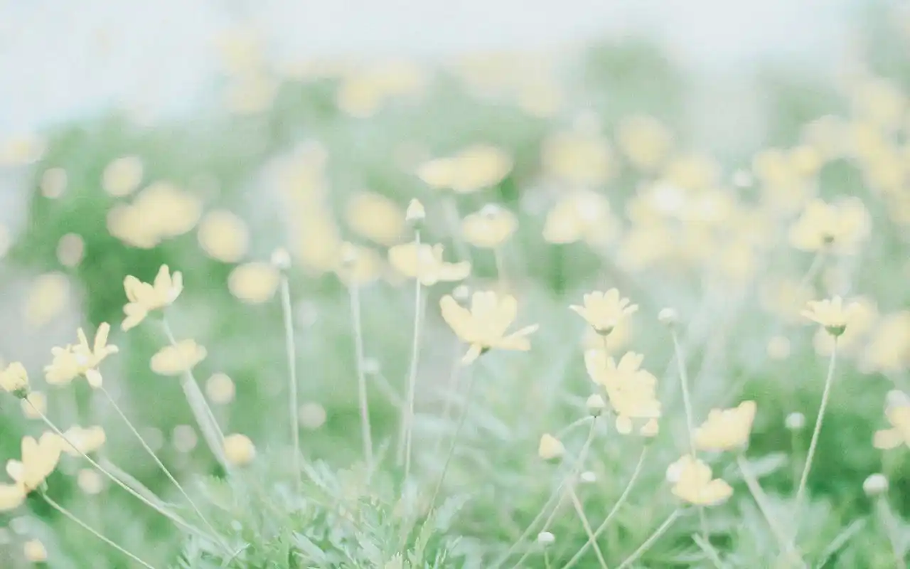 小清新治愈系唯美高清桌面壁纸图片