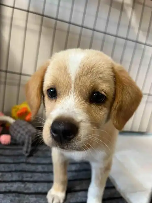 这个小眼神太可爱了,露营捡到的小狗狗到底是什么品种?