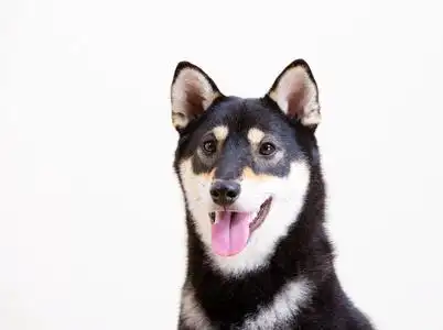 柴犬歪头笑黑色 shiba inu 狗微笑照片