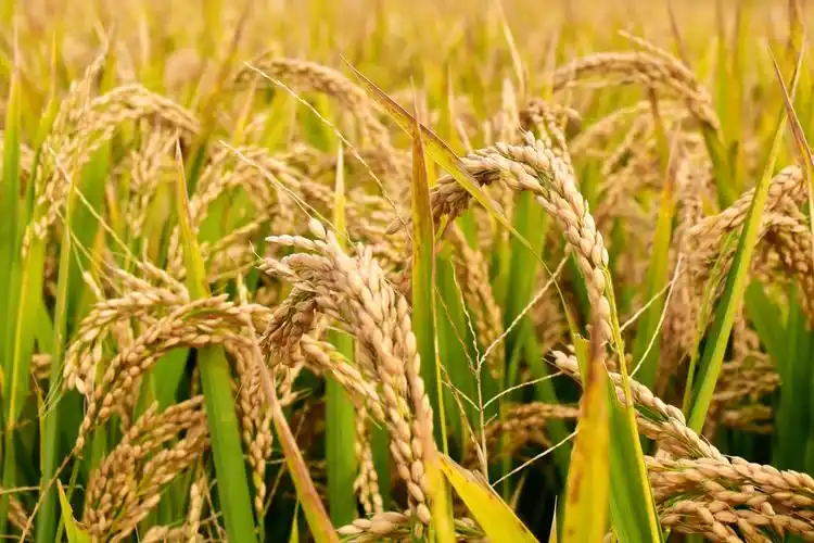 金色稻田稻花香