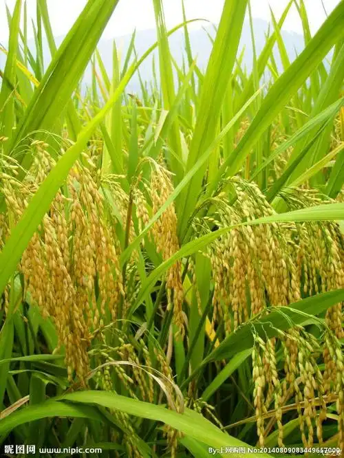 原来小米是这样的