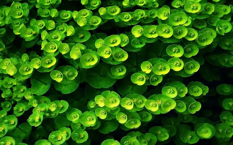 高清养眼绿色桌面壁纸1920x1200