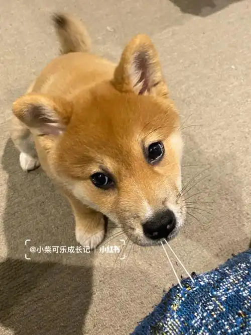 到家一个月啦,可乐的两个耳朵终于都立起来啦耶没有特意去补钙,就是给