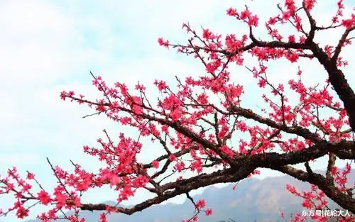 带桃花运微信头像 最旺财的微信头像