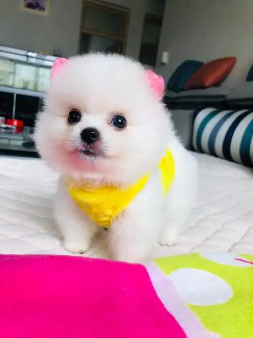 眼明堂小区,茶杯博美小奶狗一窝出售,找新家找主人.