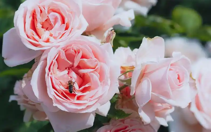 梅昂月季maximaromantica极致浪漫