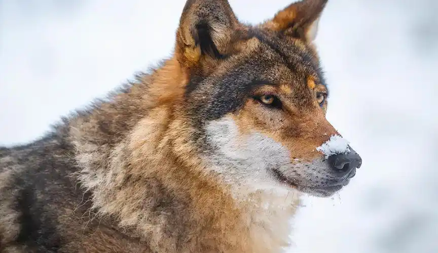 凶狠霸气狼图片大全(俄罗斯灰狼泛滥成灾) - 赤虎壹号