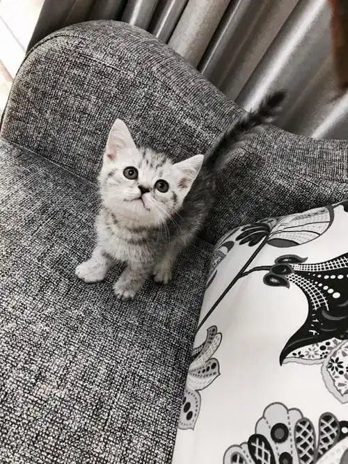 低价出精品英短美短价格绝优惠