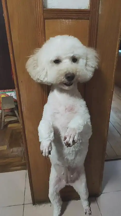 我家萌宠成精了#泰迪犬果果刚剃了毛