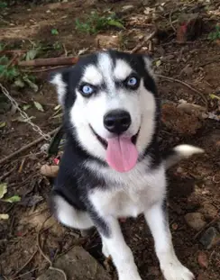 主人有了新的爱宠,二哈趴墙边偷看,表情生无可恋,网友直接笑翻_黑狗