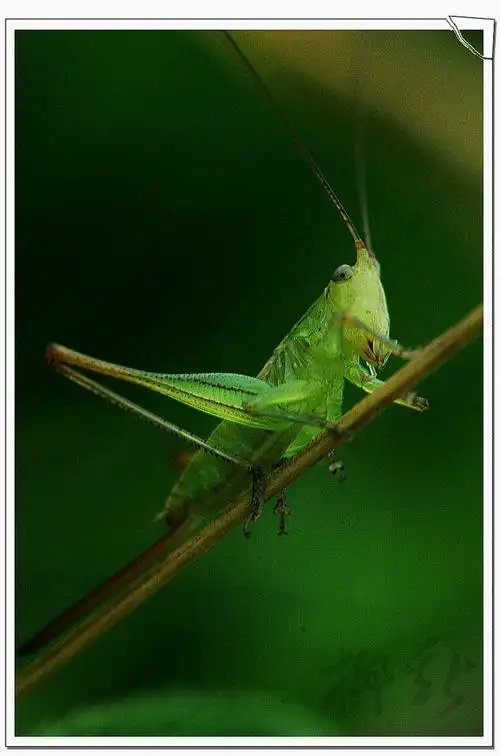 直翅目-蟋螽科-杆蟋螽