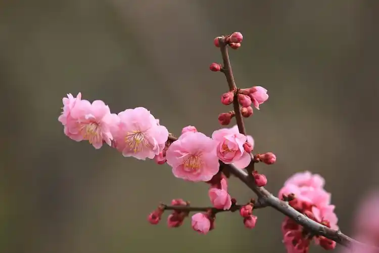 威海绿苑植物材料有限公司抗寒梅花产品简介