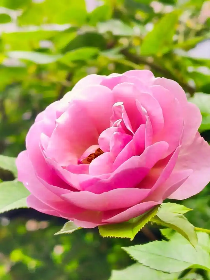 小区一角也有美丽风景 #月季玫瑰 #好看的花一定要分享给你