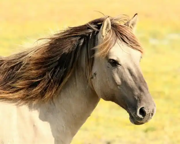 马侧视图,脸,阳光 iphone 壁纸