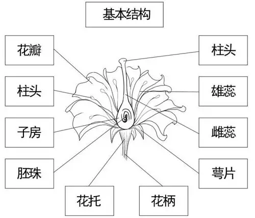 第83课绘制自然花朵