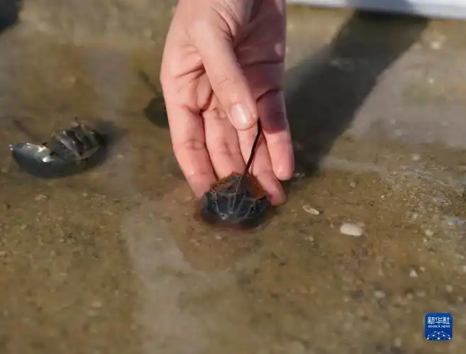 广西北海举行中国鲎增殖放流活动