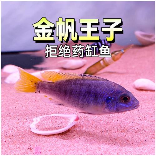 金帆王子三湖慈鲷岩栖热带淡水观赏鱼小型慈鲷非洲王子活体鱼