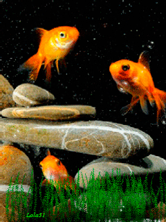 下载goldfishsamsung b3410屏保 - 3438843 - goldfish | mobile9