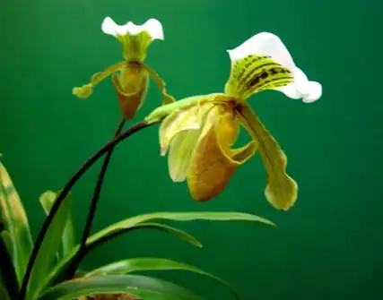 a target="_blank" href="/item/兜兰属">兜兰属 /a>地生或半附生植物