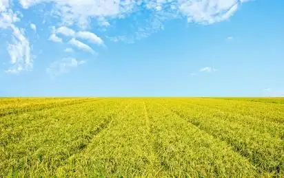 蓝天下金黄色的稻田