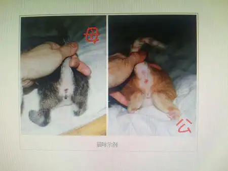 怎样分公猫母猫