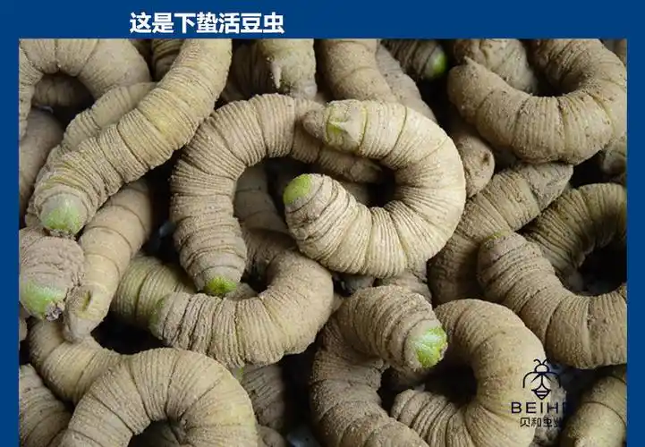 活豆虫大青虫高蛋白豆丹猪儿虫芝麻虫食用昆虫钓鱼宠物活体下蛰土