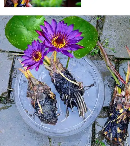 轻奢涞思芊睡莲根块池塘睡莲花水培植物四季莲花盆栽水养花卉荷花大