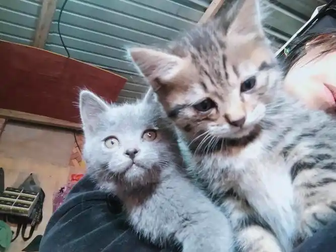 出小猫蓝猫串串 猫妈妈是抓老鼠能手