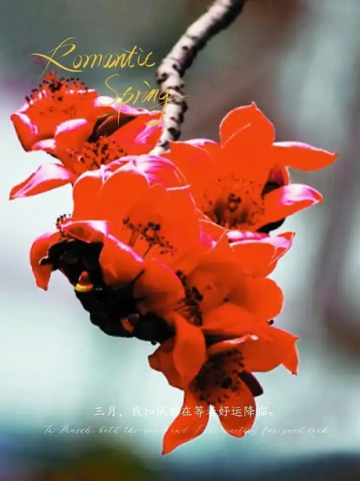 木棉花开 木棉花花语是"珍惜"珍惜眼前人.#醒图 #木棉花  - 抖音