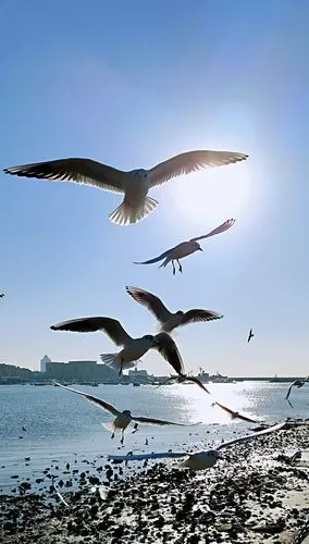 碧海蓝天下的青岛栈桥,海鸥在自由的翱翔––君朋视觉手机摄影2021.1.