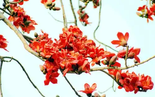 火红的木棉