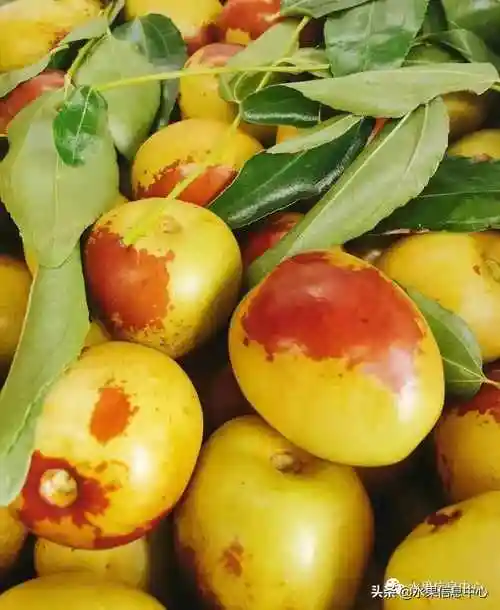 大枣产地大枣的主要产地是哪里