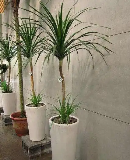 龙血树的寓意,龙须树的象征意义(养在家里注意病虫害)