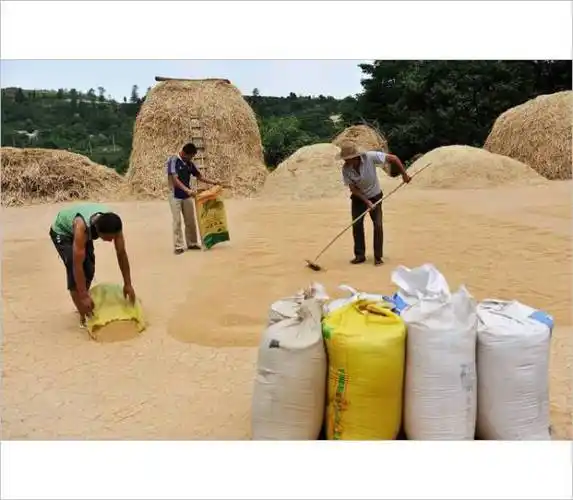 小时候农村收麦子的场景看了别哭