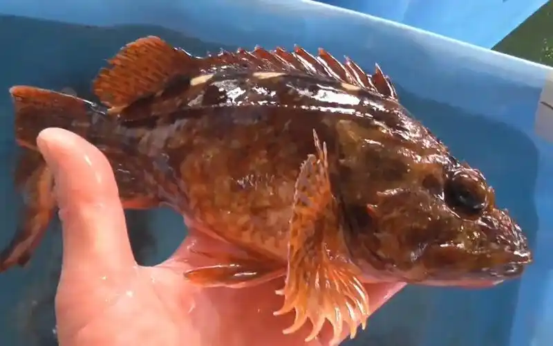 超大条石狗公,这么大的鱼没见过吧!