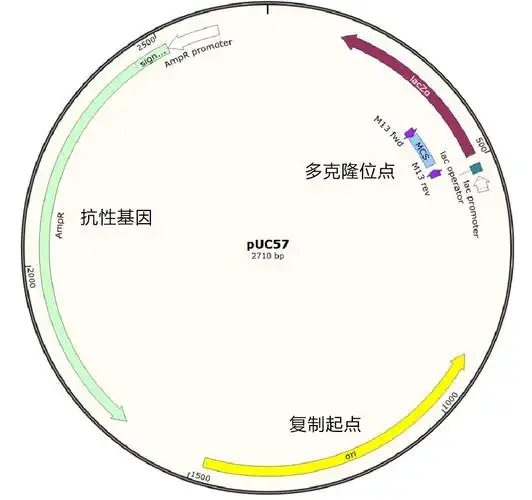 说说质粒图谱那些你不知道的事