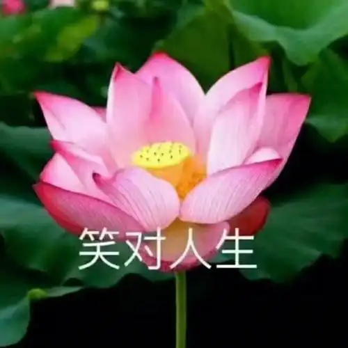 荷花莲花系列佛系头像宁静致远笑对人生