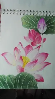 荷花素描彩铅简笔画