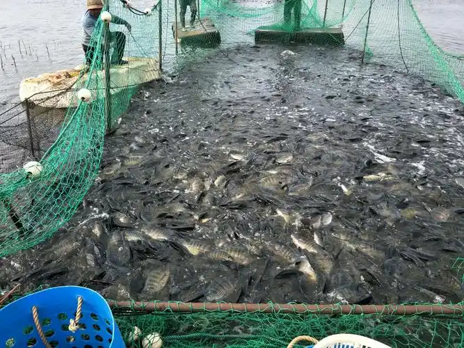 那卜水库捕鱼记