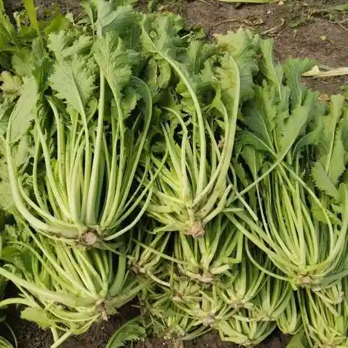 如皋农家雪里红雪菜新鲜雪里蕻菜新鲜蔬菜 可腌制咸菜下饭菜 现摘